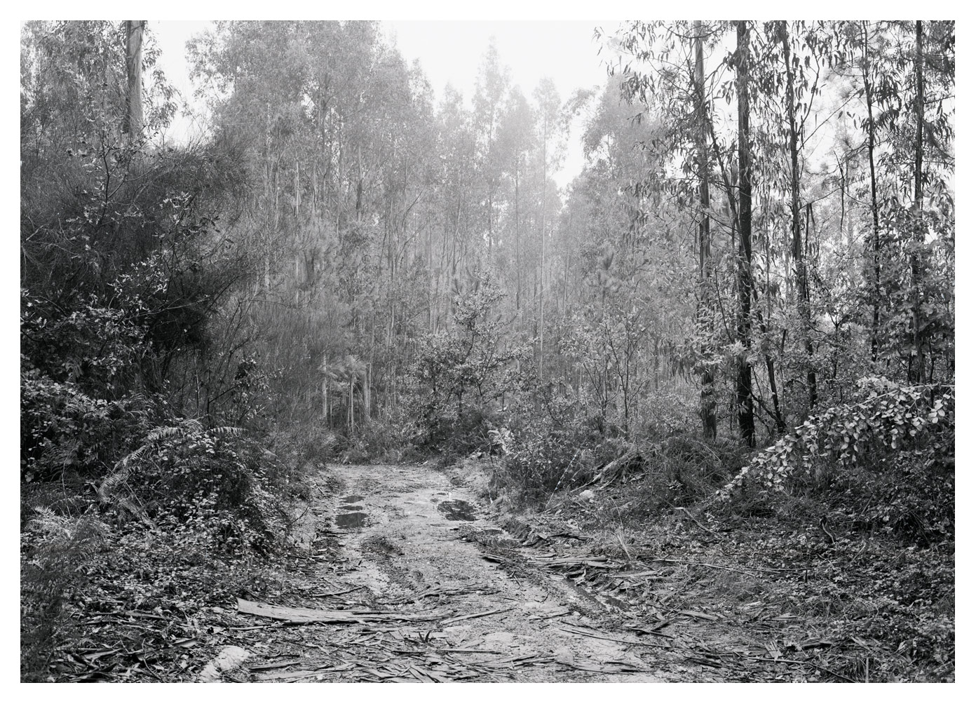 Path through the forest